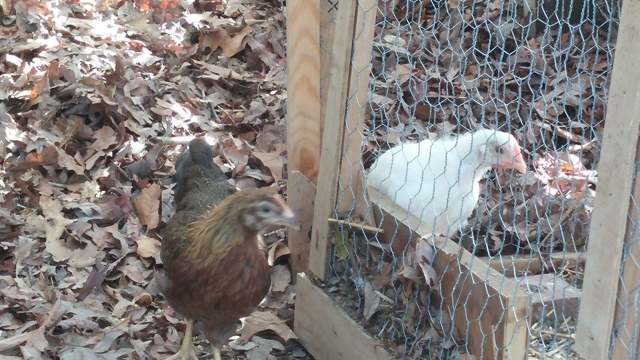 Here, Marilyn can't figure out how to get out of the brooder. She's standing IN the doorway.